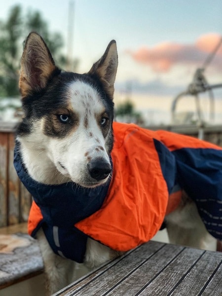 Met een lastigere hond op vakantie