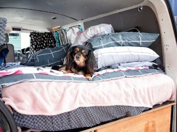 Hond in camper op bed