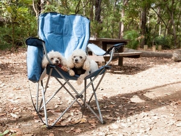 Honden op kampeerstoel