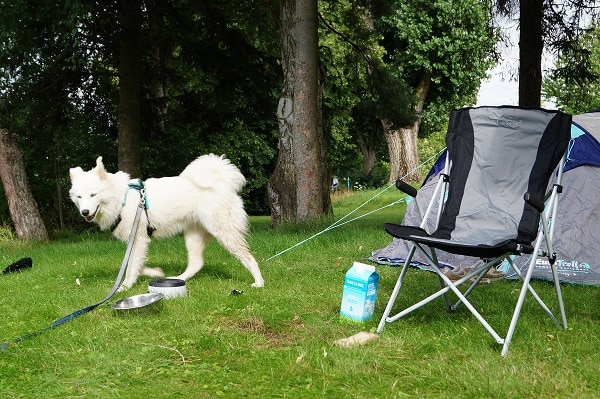 Puberhond bij de tent