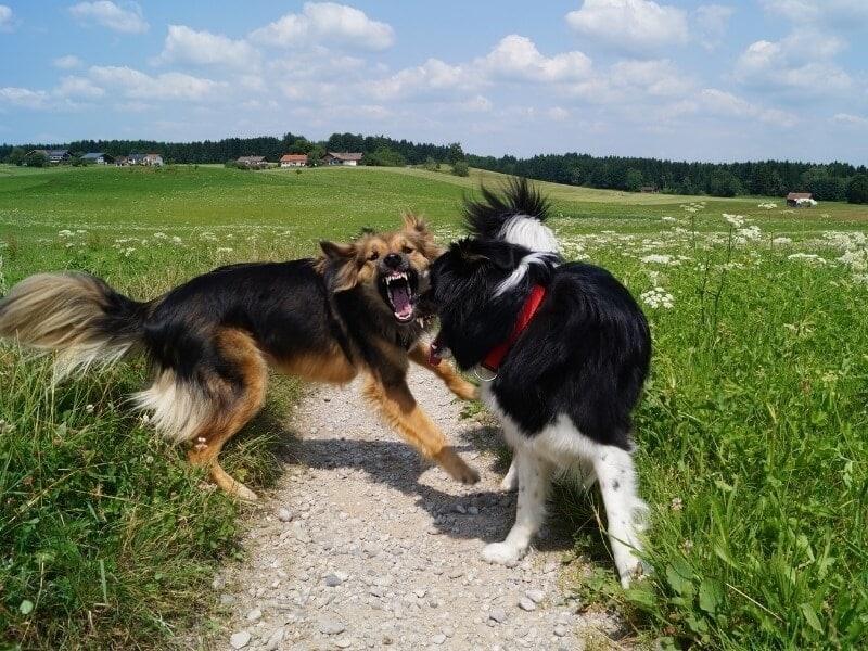 2 honden niet leuk tegen elkaar