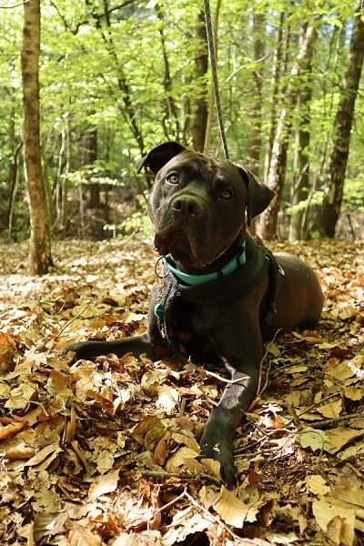 Beau kruising stafford cane corso