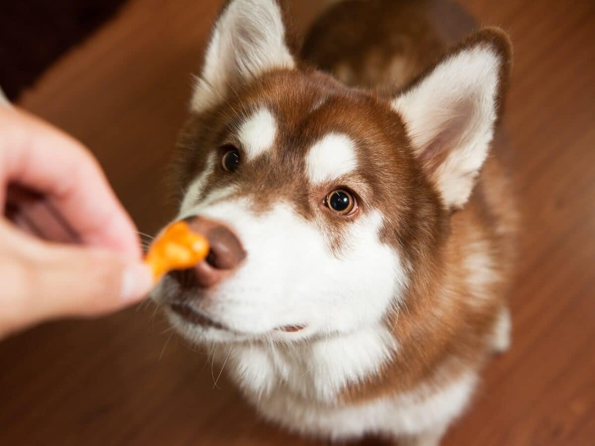 aanvaarden limoen ui Waarom zelf hondensnacks drogen? En hoe? - The Dog Pen - Hondenblog