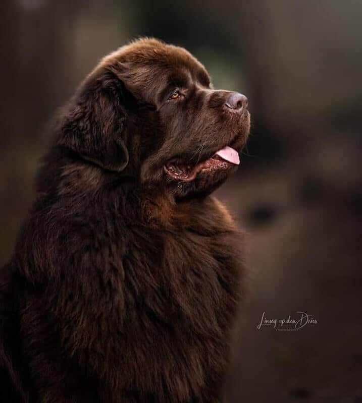 Bruine newfoundlander