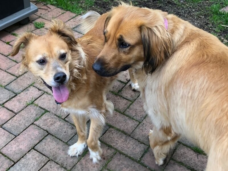 2 honden kennismaken herplaatser