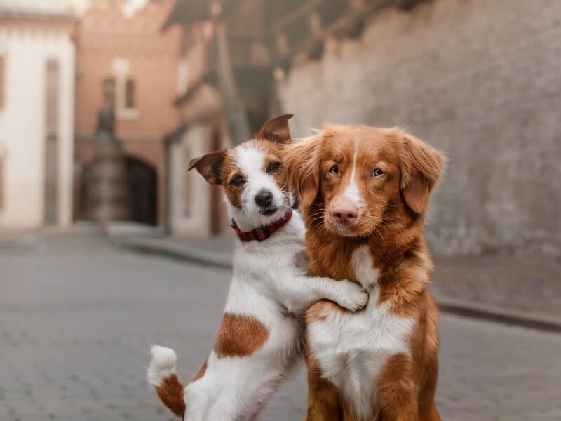 twee honden samen