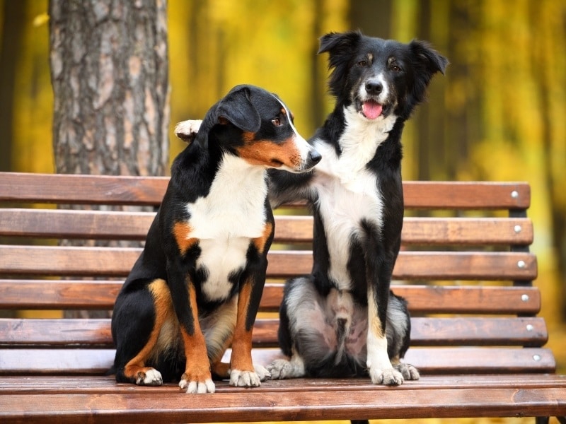 twee honden op een bankje