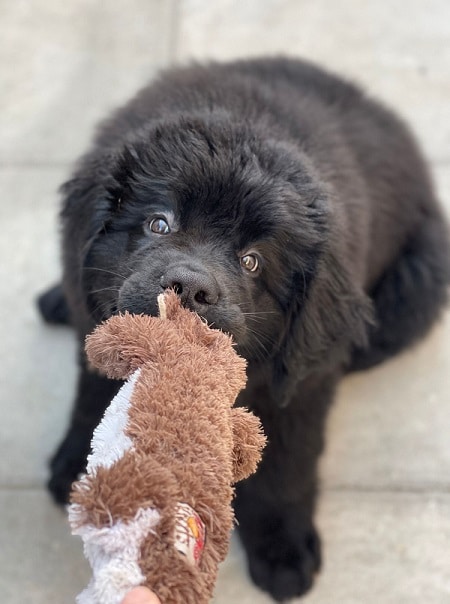 Hondenspeelgoed grote rassen pups