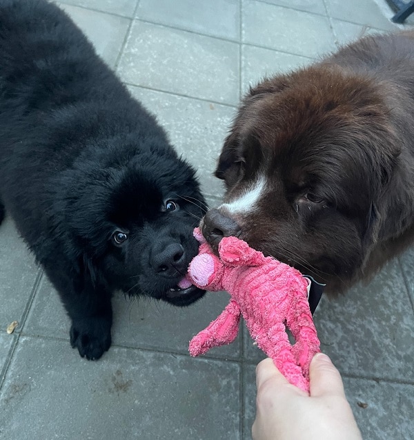 Hondenspeelgoed voor pups van grote rassen