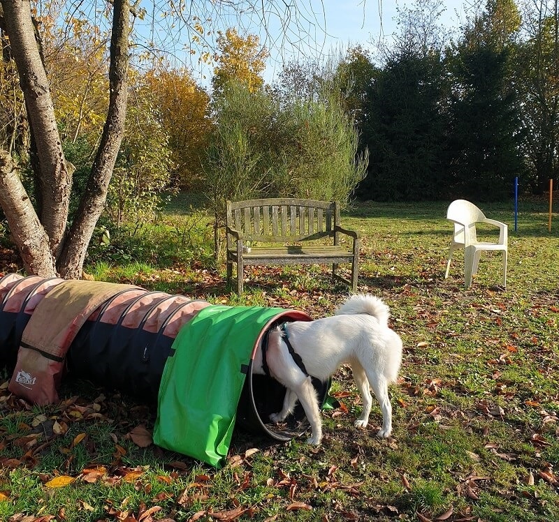 Lena eerste les agility