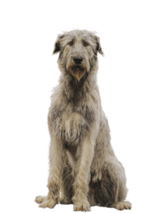 Ierse wolfshond vs Deerhound