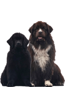 Animal Event: Met of zonder hond?