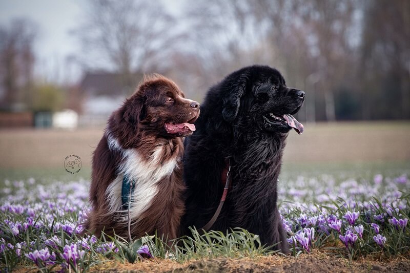 Bumper en Fender in het bloemenveld