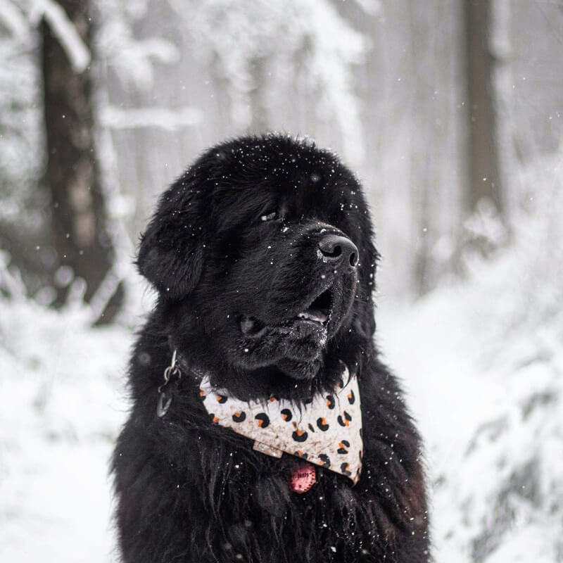 Fender in de sneeuw