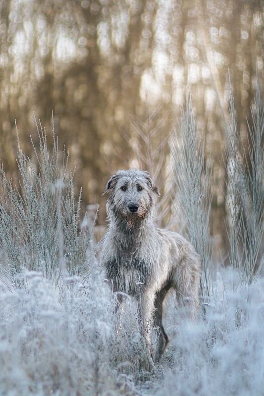 Ierse wolfshond in winter wonderland