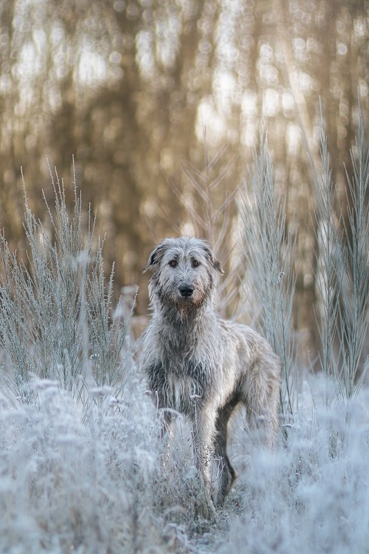 Ierse wolfshond in winter wonderland