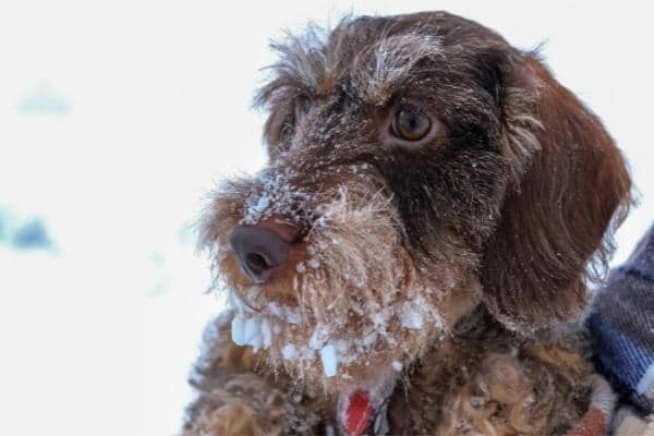 Teckel in de sneeuw