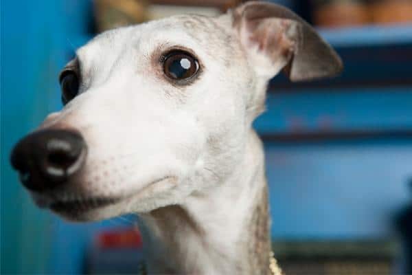 Whippet koud winterjas