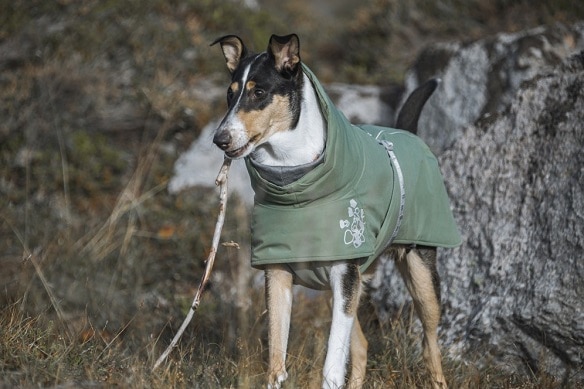 Ontvangende machine dialect Memo Heeft mijn hond een winterjas nodig? - The Dog Pen - Hondenblog