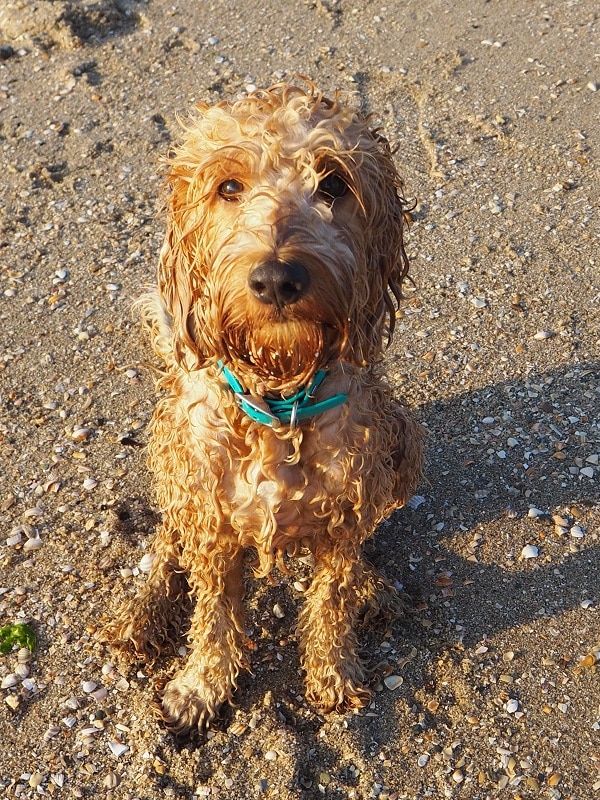 natte strandhond