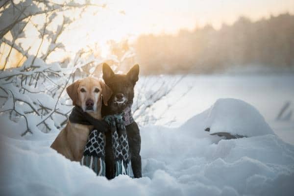 hond koud buiten winterjas