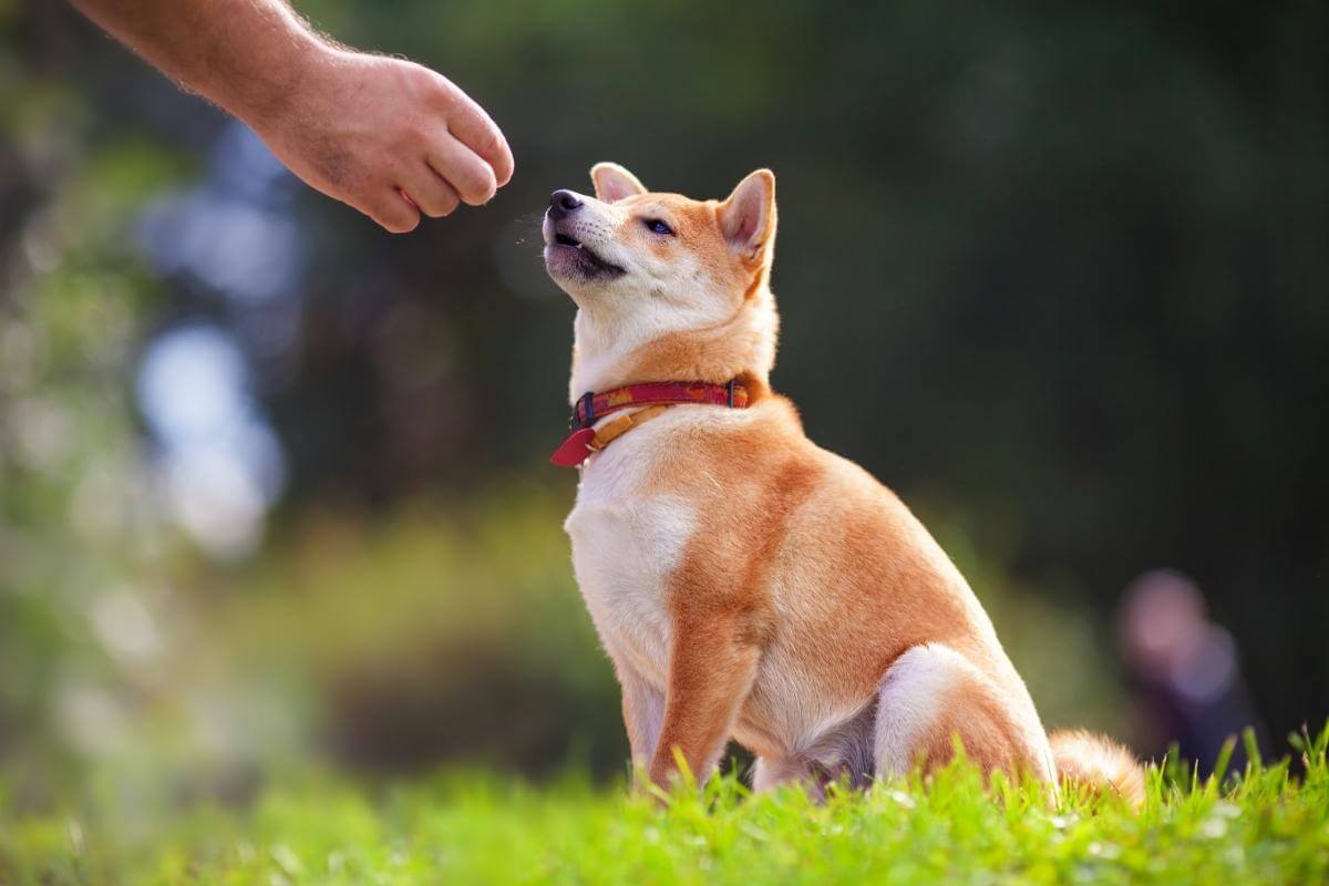 Doorbraak Een deel meesterwerk De beste snoepjes voor de hondentraining - The Dog Pen