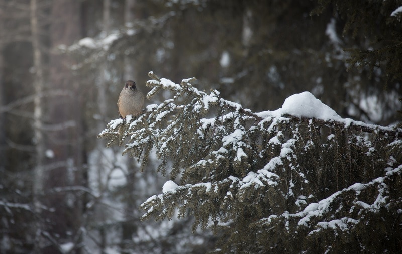 Natuur in Finland