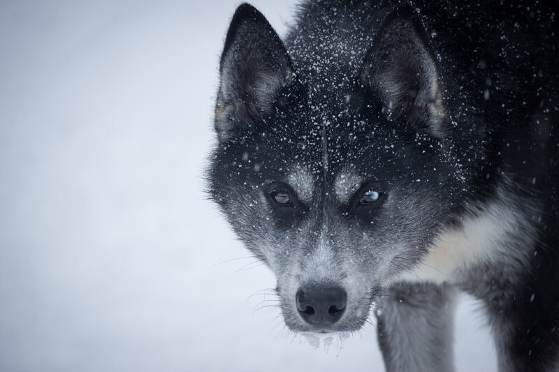 Husky in Finland