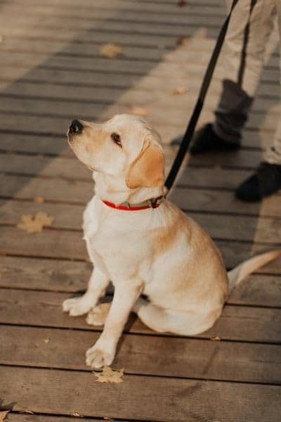 Puppy zitten tijdens wandeling