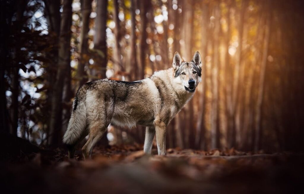 De Tsjechoslowaakse wolfhond