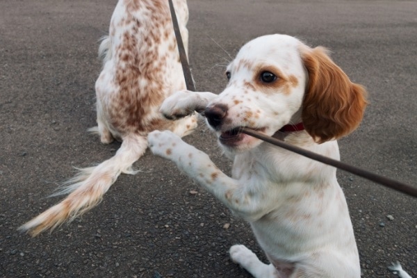 puppy en volwassen hond samen uitlaten