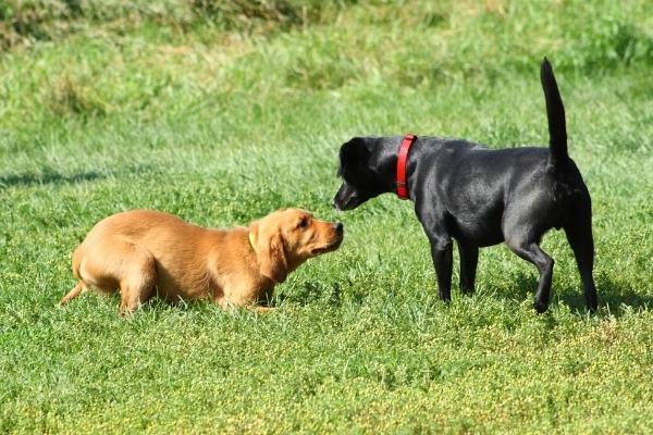 puppy ontmoet andere hond