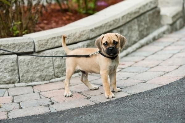 wandelen met puppy