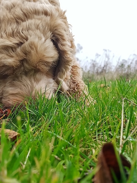 Snuffelen in de tuin