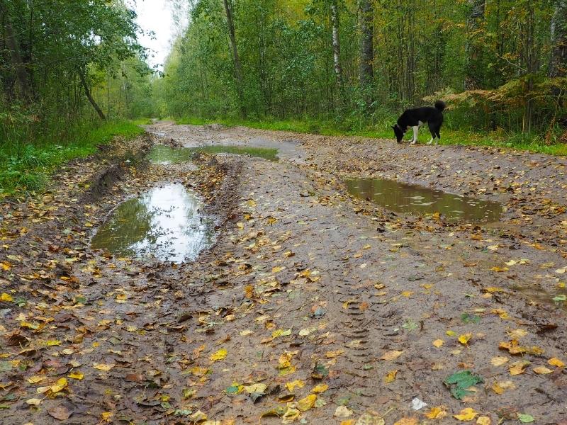 hond in het bos met regen