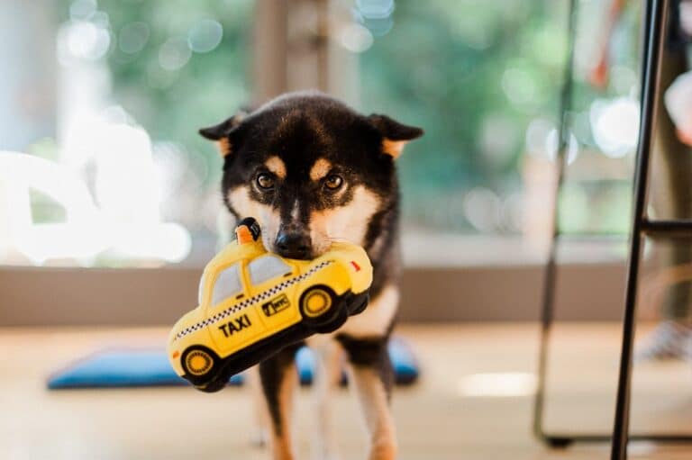 SHARLOVY Honden piepend speelgoed zonder vulling, set van 2