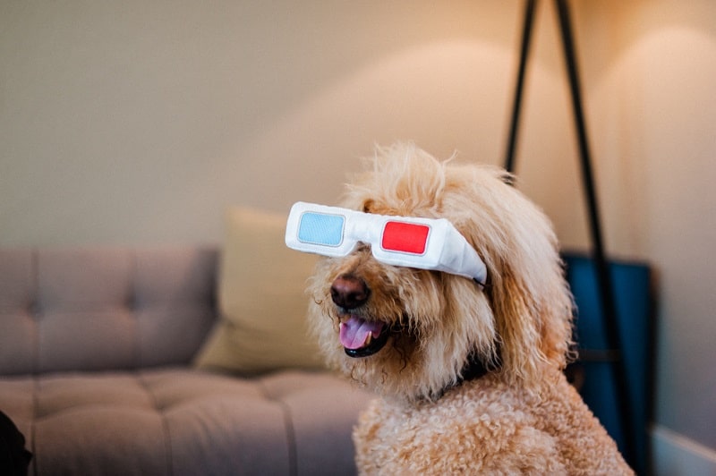 hond met 3d film bril op