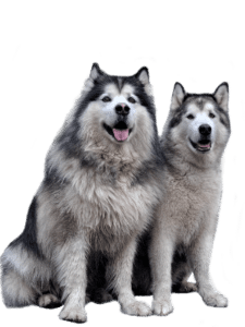 Waarom de Alaskan Malamute?