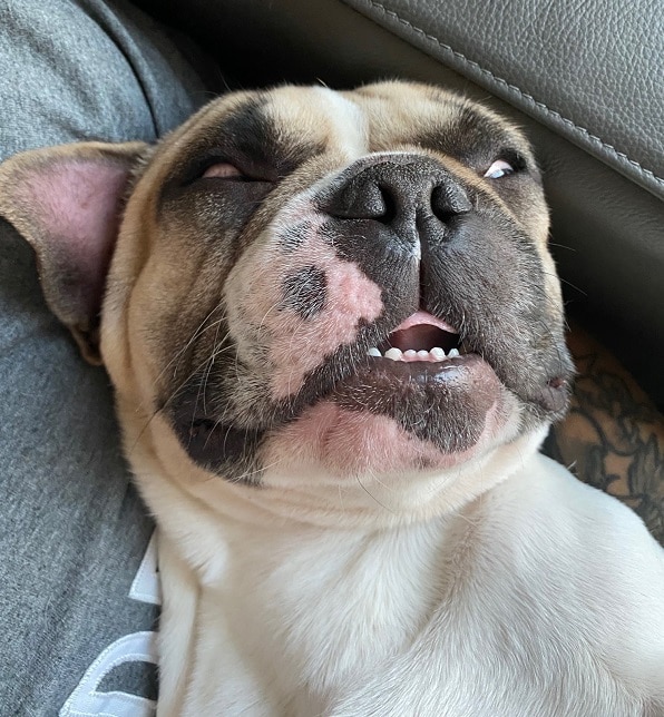 Franse Bulldog leven met