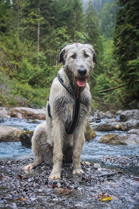 Vakantie grote hond Oostenrijk