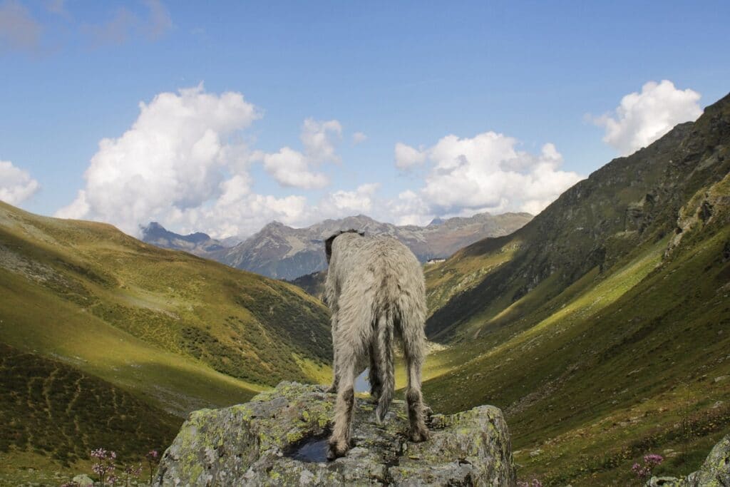 Oostenrijk vakantie Ierse Wolfshond