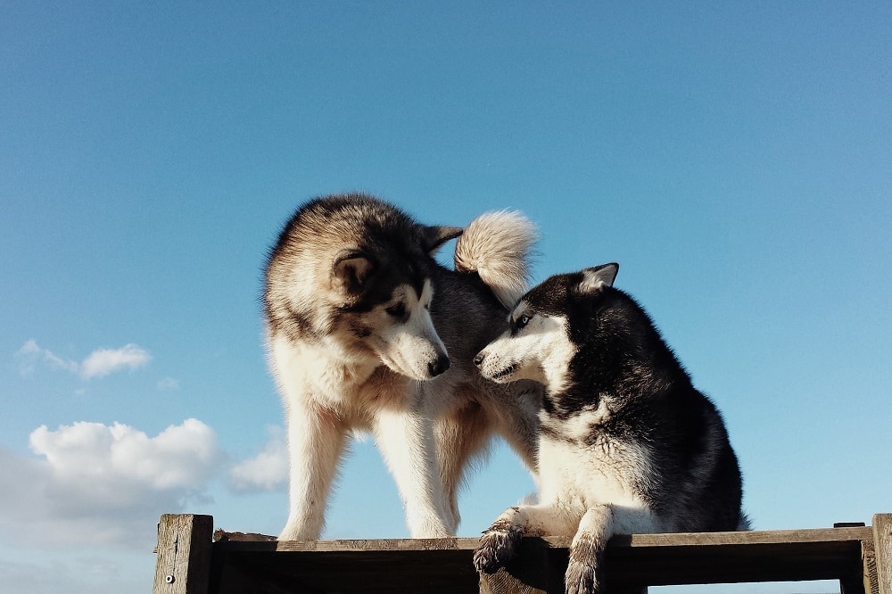 Alalaskan Malamutes Elai en Jenna