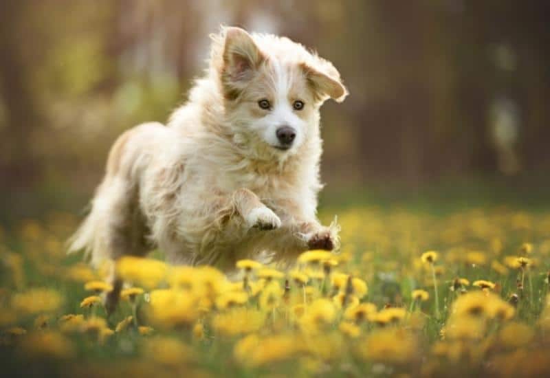 hond natuurlijke middelen tegen vlo en teek