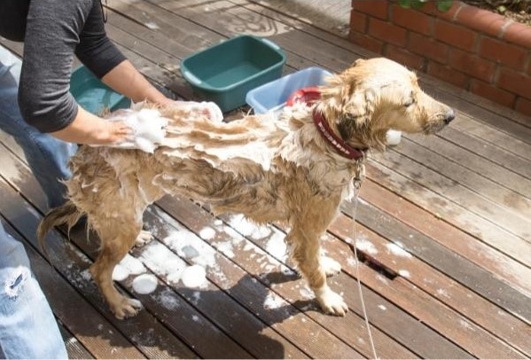 hond wassen vlooien