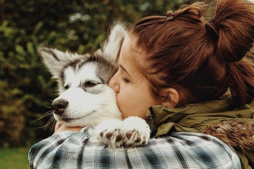 Alaskan Malamute