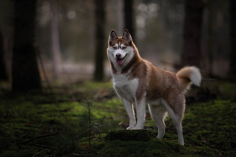 huis tuin en keuken husky