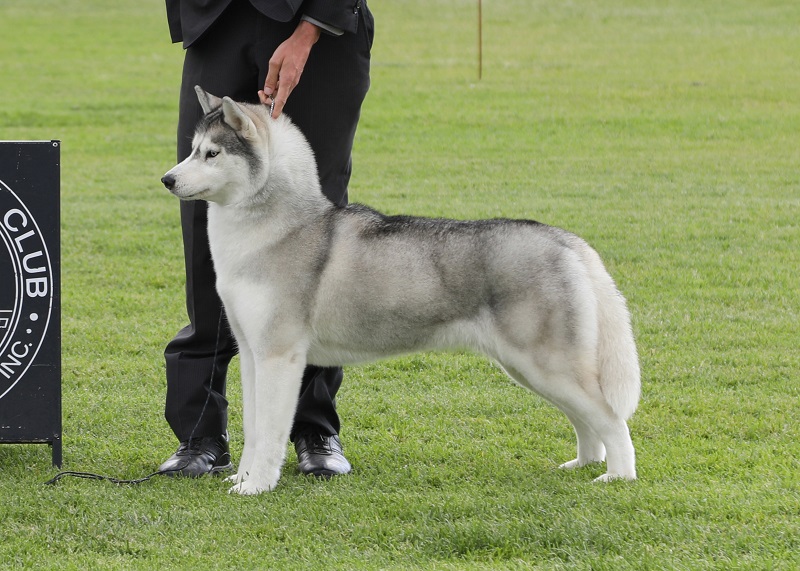 showlijn husky