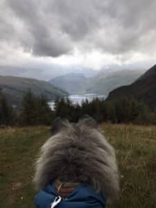 Amerikaanse Akita (hond) kijkt uit over de bergen