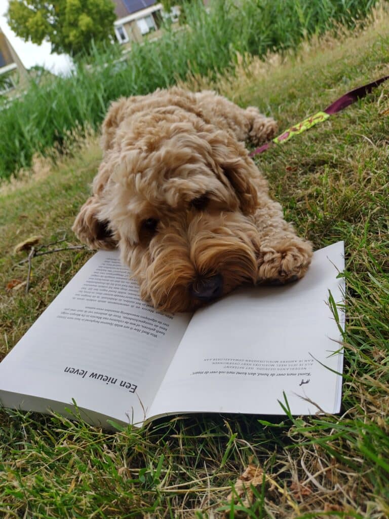 Foto van hond Pluk die met de snuit op een open boek ligt.