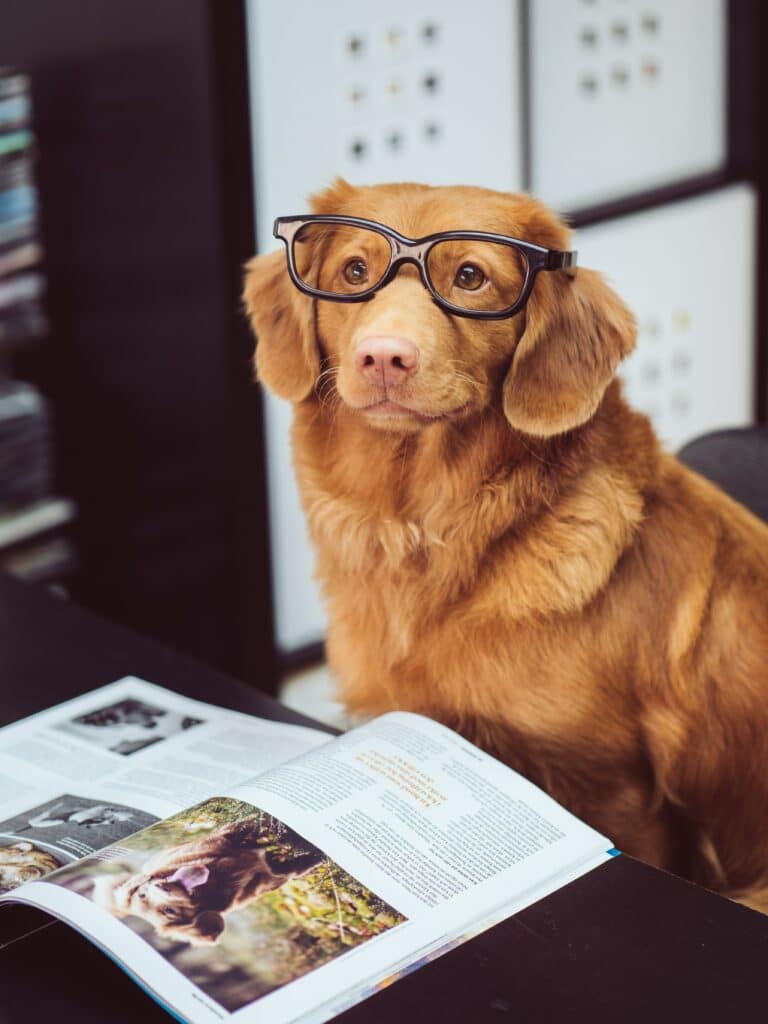 Photo of dog with glasses, reading a book